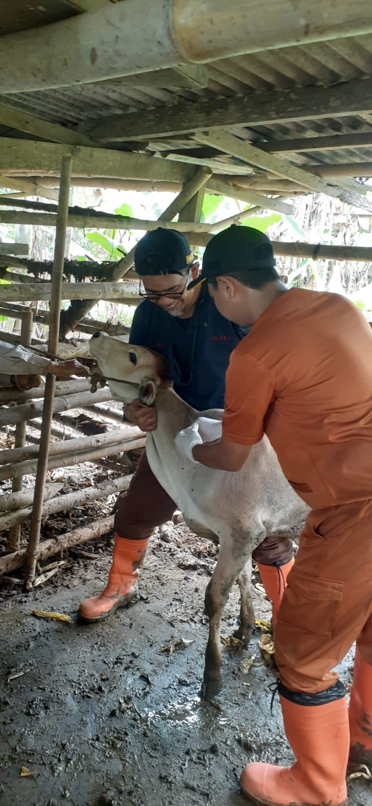 Kasus PMK di Tangsel Bertambah. (Ist)