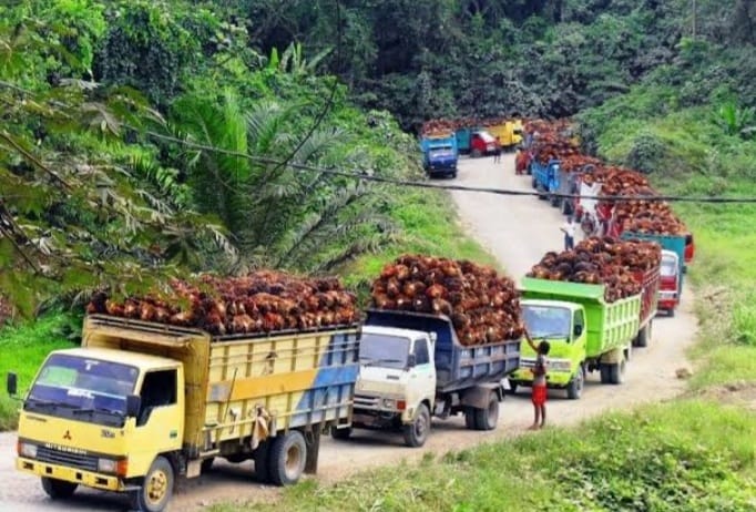 Kementan Cari Solusi Atasi Harga TBS Supaya Normal Kembali. (Ist)