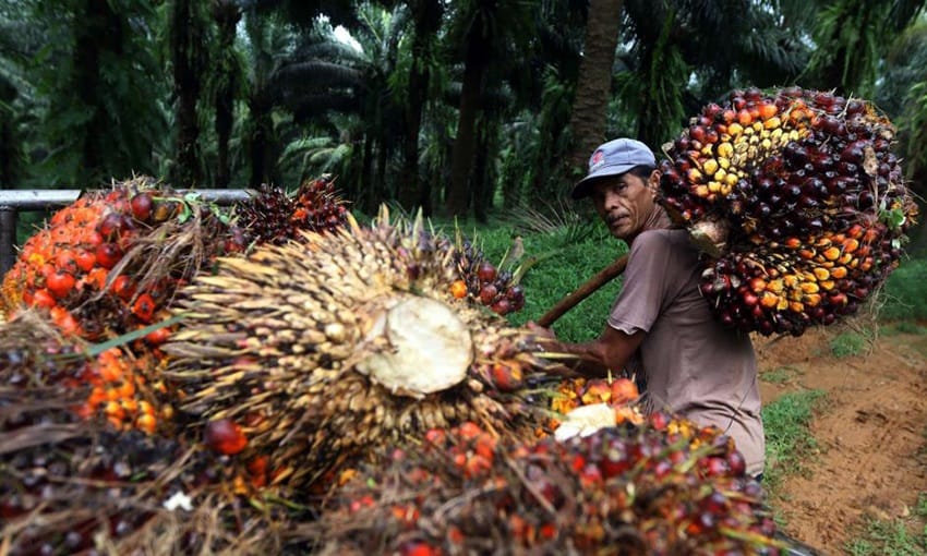 Seorang petani kelapa sawit sedang panen. (Ist)