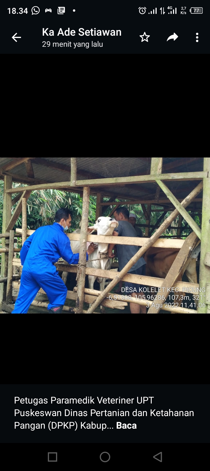 Petugas Medika veteriner UPT Puskeswan Pandeglang memeriksa kesehatan hewan.(Istimewa)