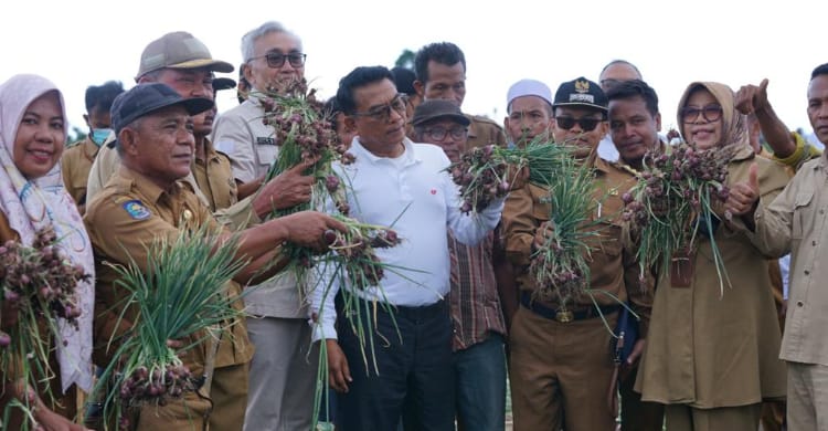 Kepala Staf Kepresidenan Moeldoko saat panen bawang merah di Bima, NTB. Foto : Istimewa