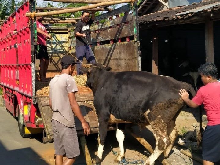 Jumlah hewan kurban pada tahun in idiperkirakan menurun dibandingkan dengan tahun sebelumnya.(dra)