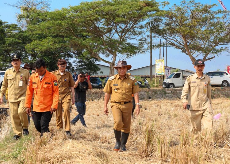 Pj Gubernur Banten Al Muktabar dan Kepala Distan Banten Agus M Tauchid saat meninjau persawaan yang kering. Foto : Ist