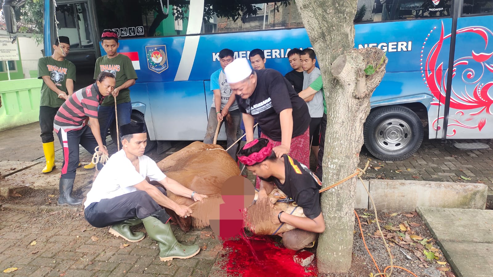 Wakil Ketua 1 MUI Tangsel, KH Hasan Musthofi menyembelih sapi, kemarin.(dra)