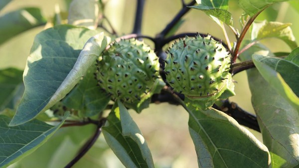 Buah kecubung. Foto : Ist1