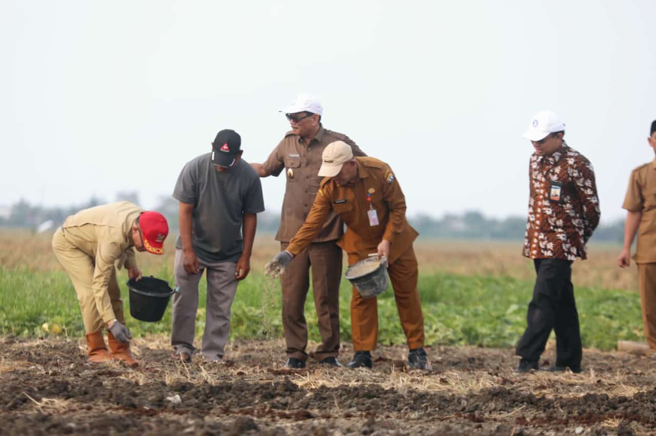 Wali Kota Serang Nanang Saefudin bersama pihak terkait menaburkan pupuk di lahan pertanian bawang, di Sawah Luhur, Kecamatan Kasemen, Kota Serang, Selasa (8/10).(yul)