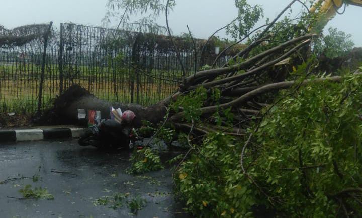 Pohon tumbang di Jalan Pondok Cabe Raya menimpa seorang pengendara motor, Kamis (24/10).(dra)