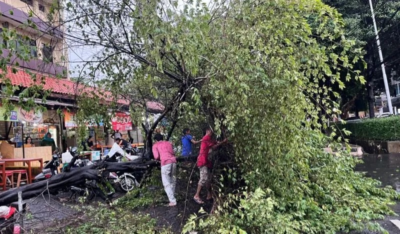 Pohon tumbang di daerah Kebayoran Baru, Jaksel. Foto : Ist