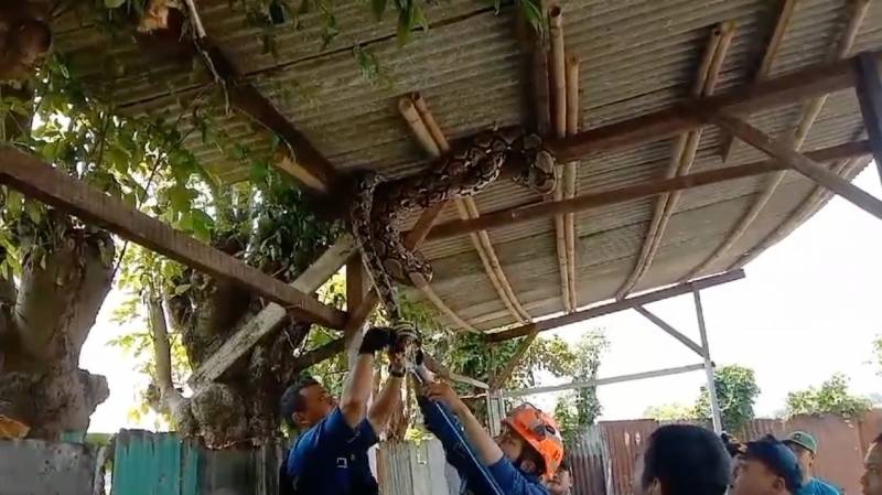 Pihak Damkar Kota Tangerang saat melakukan evakuasi seekor ular yang bergelantungan di salah satu bangunan.