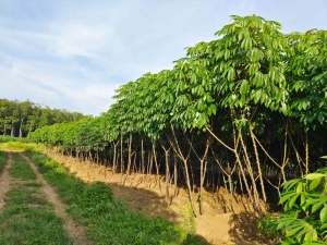 Kebun singkong. Foto : Ist