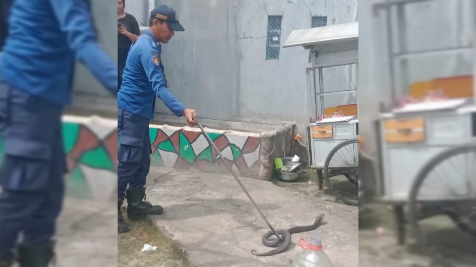 Tim Rescue Damkar Kota Tangsel melakukan evakuasi ular di Pondok Aren, Tangsel. (Ist)