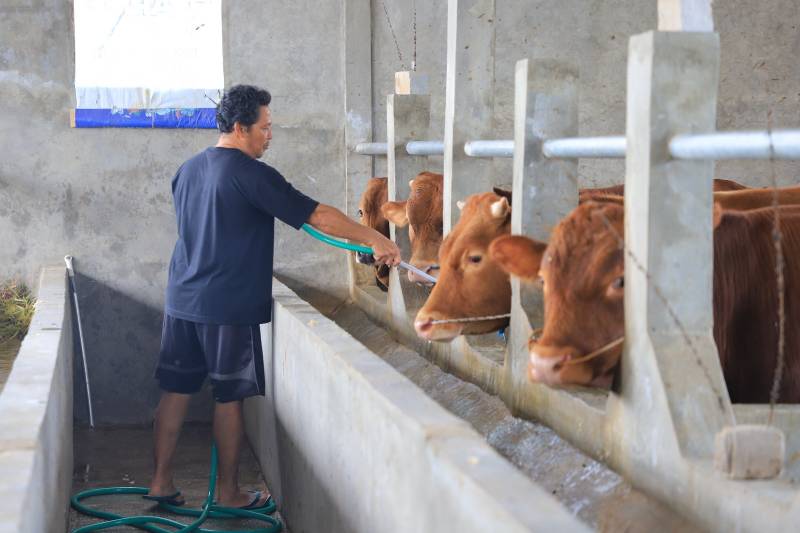 Pemilik peternakan sapi di Kota Tangerang sedang melakukan perawatan.