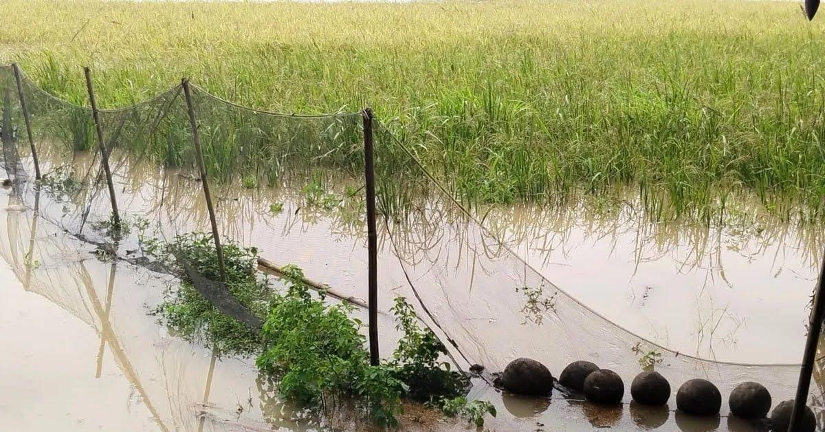 Area persawahan warga di Desa Cisangu, Kecamatan Cibadak, Kabupaten Lebak yang tergenang banjir belum lama ini.(pal)