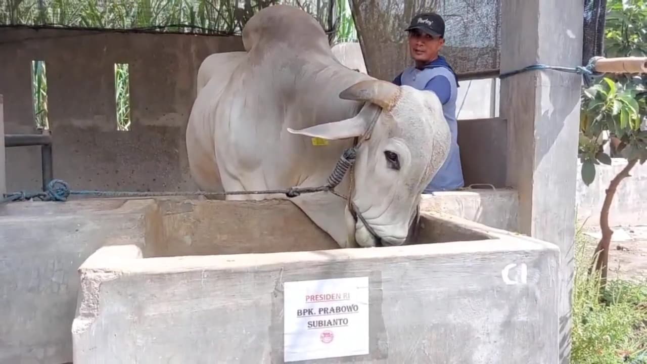 2 Sapi Dari Bantul Jadi Kurban Presiden Prabowo, Bobot Hampir 1 Ton Ilustrasi. Foto : Ist