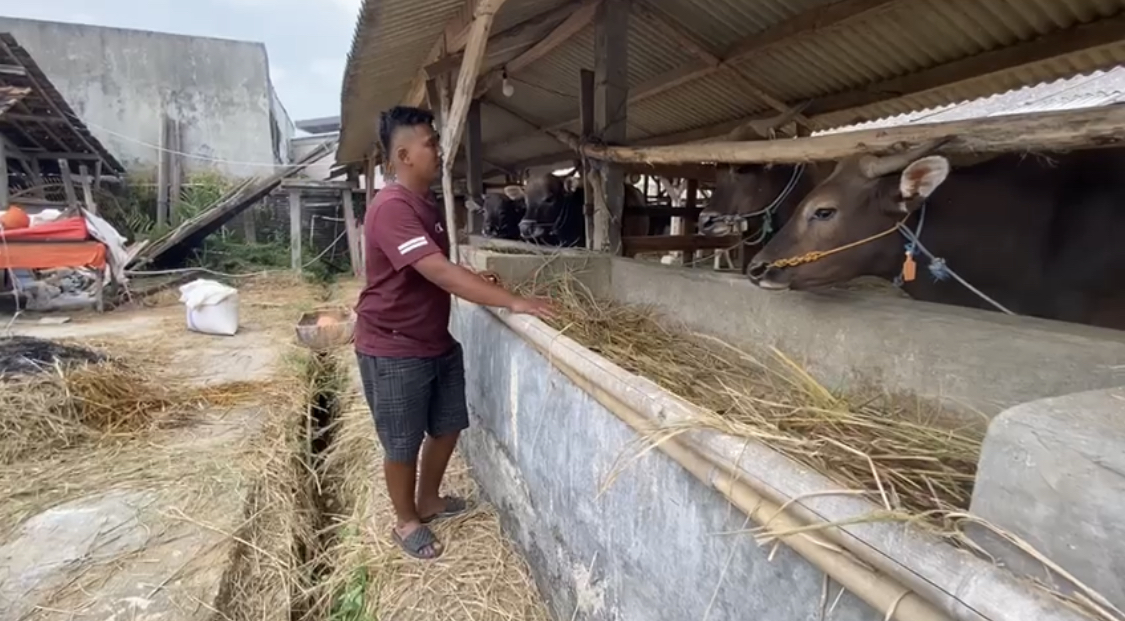 Jelang Idul Adha, Pedagang Hewan Kurban Kebanjiran Pesanan Pedagang hewan kurban, Endang Saputra sedang menunjukkan sapi kurban miliknya di kandang yang terletak di Kampung Cempa, Desa Cilangkap, Kecamatan Kalanganyar, Kabupaten Lebak, Rabu (14/5).