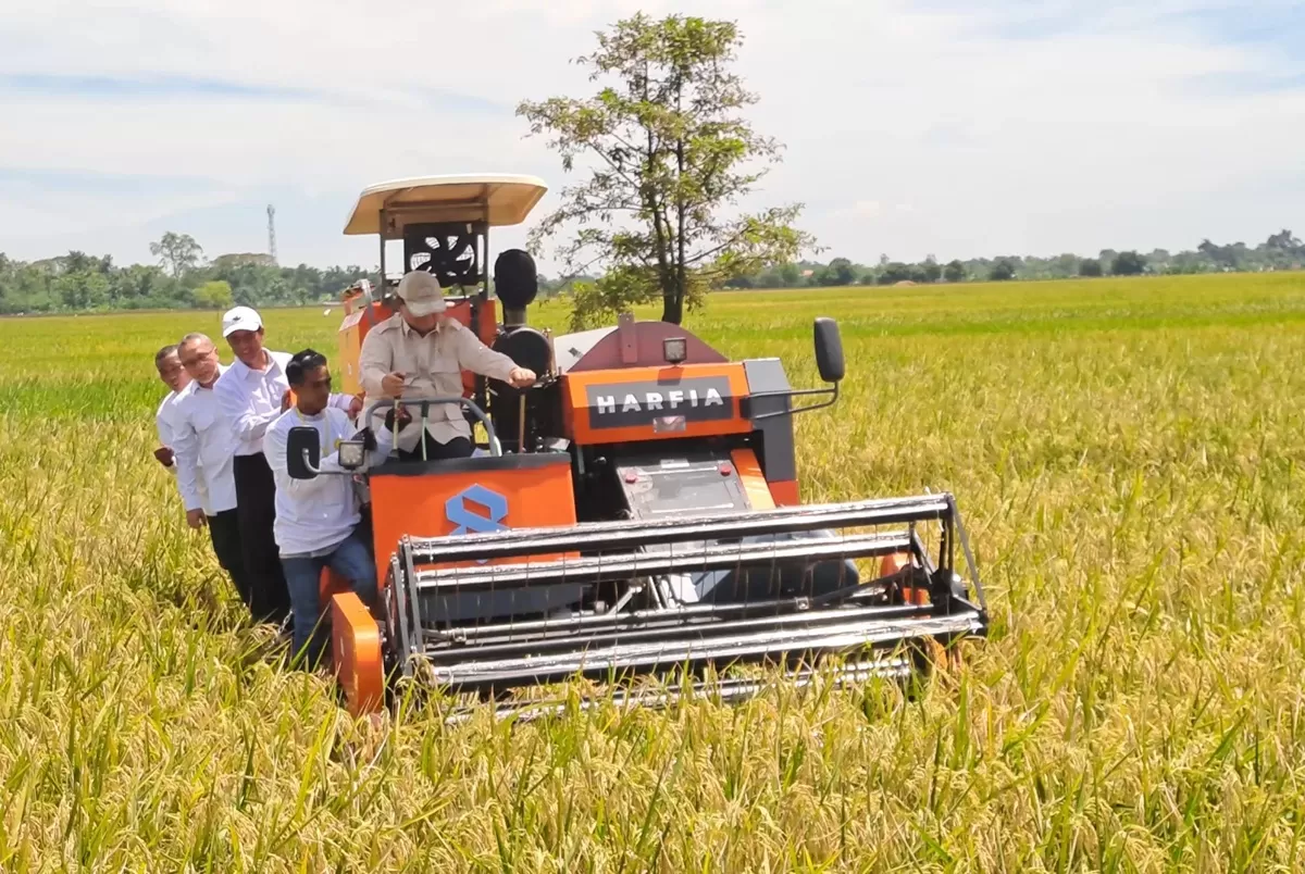 Malaysia Minta Beras Dari Indonesia 2.000 Ton/Bulan Presiden Prabowo saat panen padi di NTT. Foto : Ist