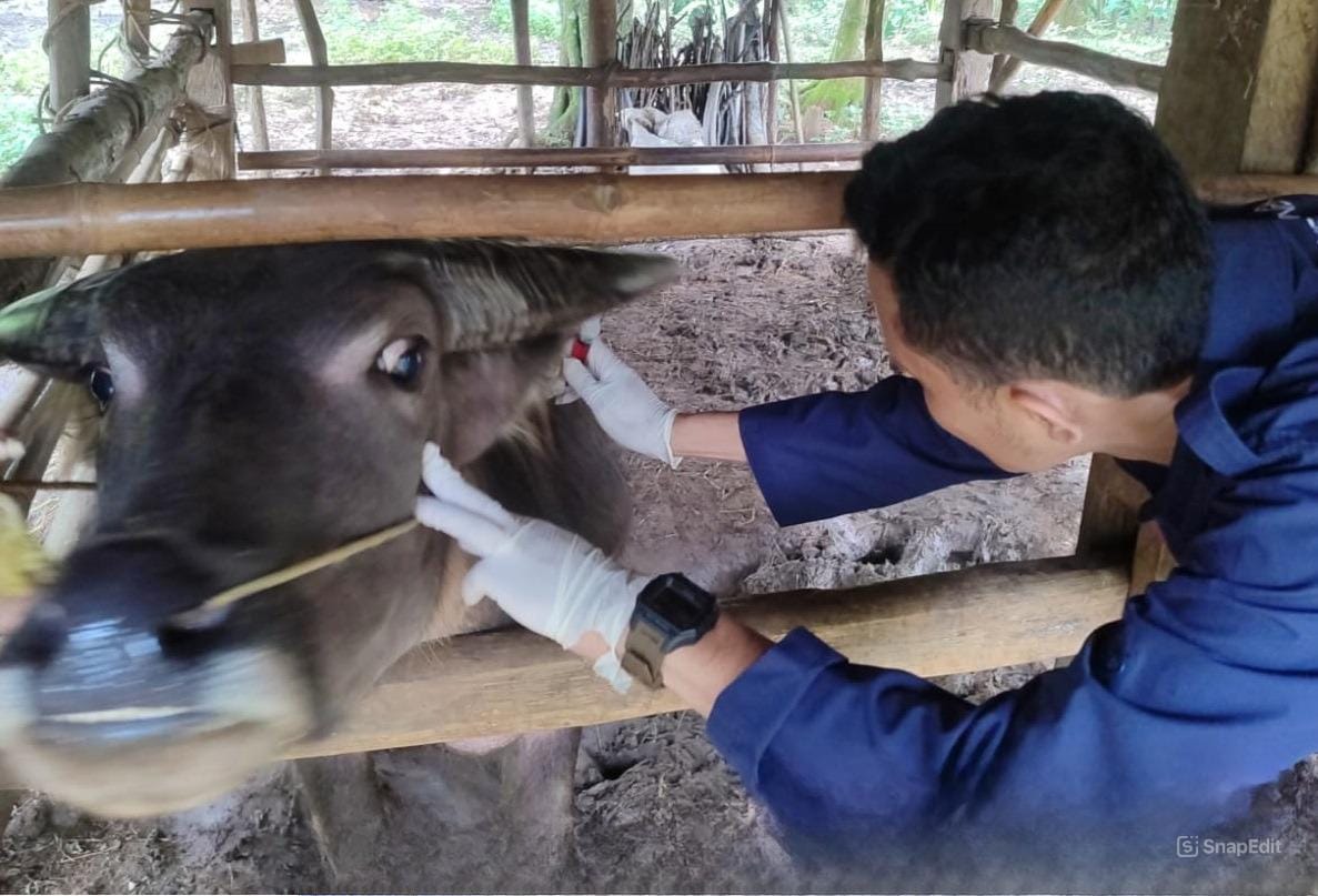 Puskeswan di Pandeglang Perlu Tambahan 3 Paramedik Veteriner Dokter hewan tengah memeriksa kesehatan kerbau.(Istimewa)
