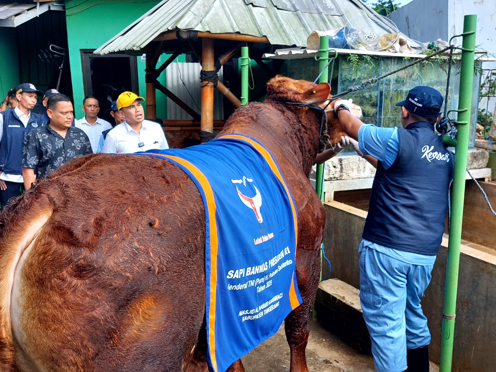 Sapi limosin pilihan Presiden Prabowo Subianto berbobot 1,045 ton. (Ist)