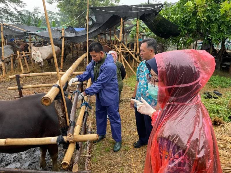 Petugas Dinas Ketahanan Pangan (DKP) Kota Tangerang tengah melakukan pengecekan terhadap hewan kurban jelang Hari Raya Idul Adha 1446 Hijriah.