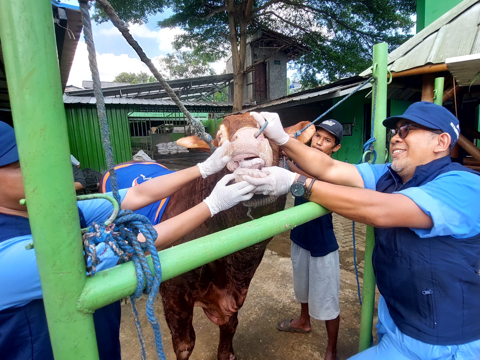 UPTD Puskewan Tangsel saat melakukan pemeriksaan hewan kurban di Tangsel, Minggu (1/6)