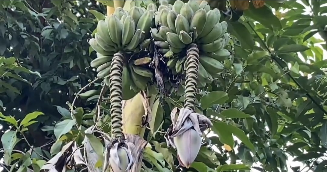 Dua tandan buah pisang dalam satu pohon milik petani di Kampung Cempa, Desa Cilangkap, Kecamatan Kalanganyar, Kabupaten Lebak