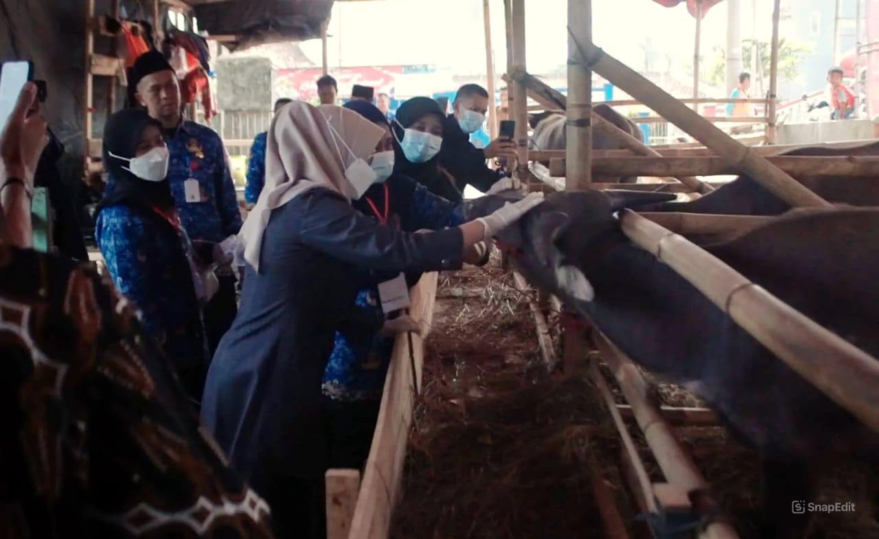 Bupati Pandeglang, R. Dewi Setiani, saat mengecek kesehatan hewan kurban bersama jajaran di salah satu lapak penjual hewan kurban di Jalan Raya Serang-Pandeglang, Kelurahan Kadumerak, Kecamatan Karangtanjung, Selasa (3/6/2025).(Istimewa)