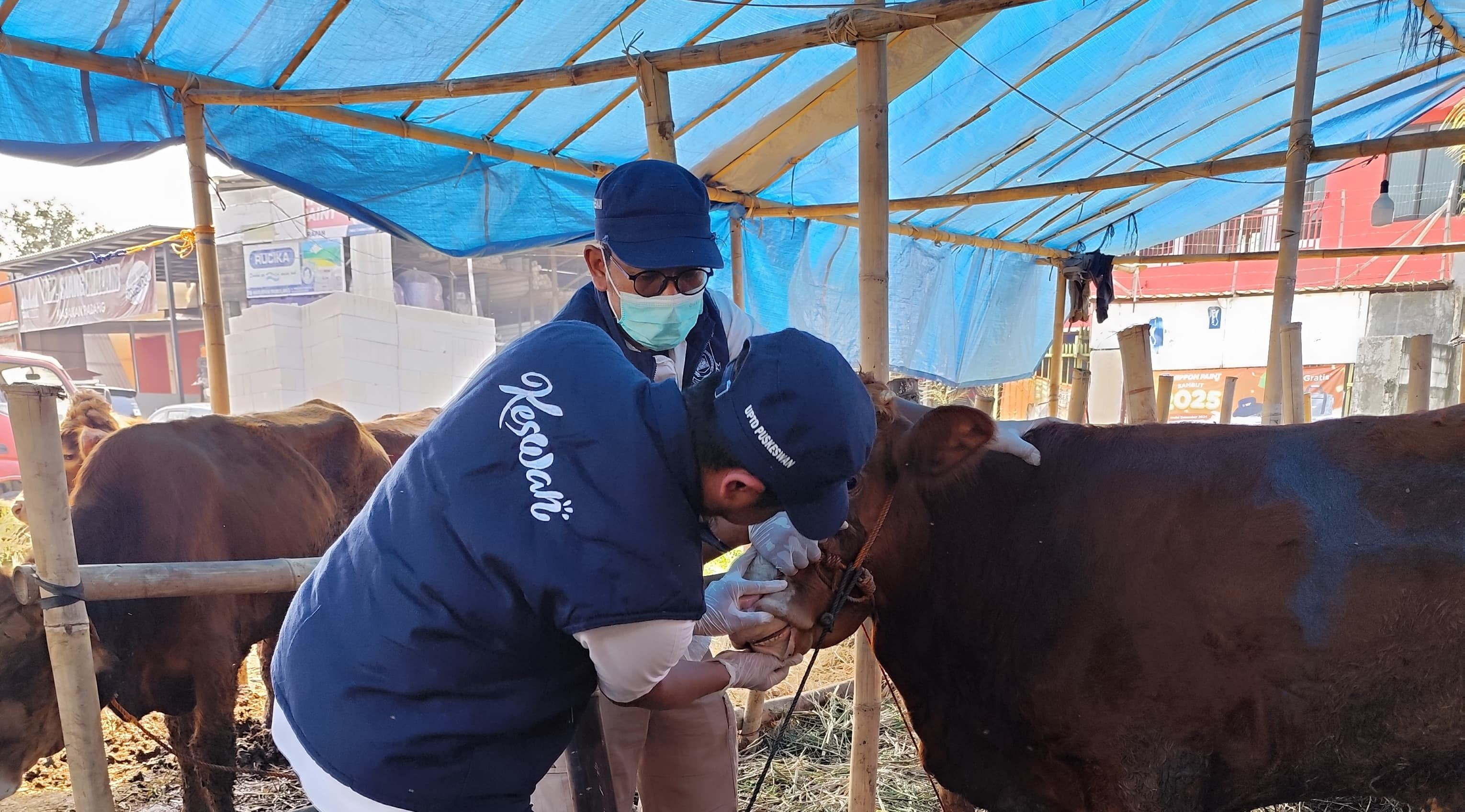Tim dokter Puskeswan Kota Tangsel saat memeriksa kondisi kesehatan hewan kurban di lapak wilayah Ciputat, Rabu (4/6)