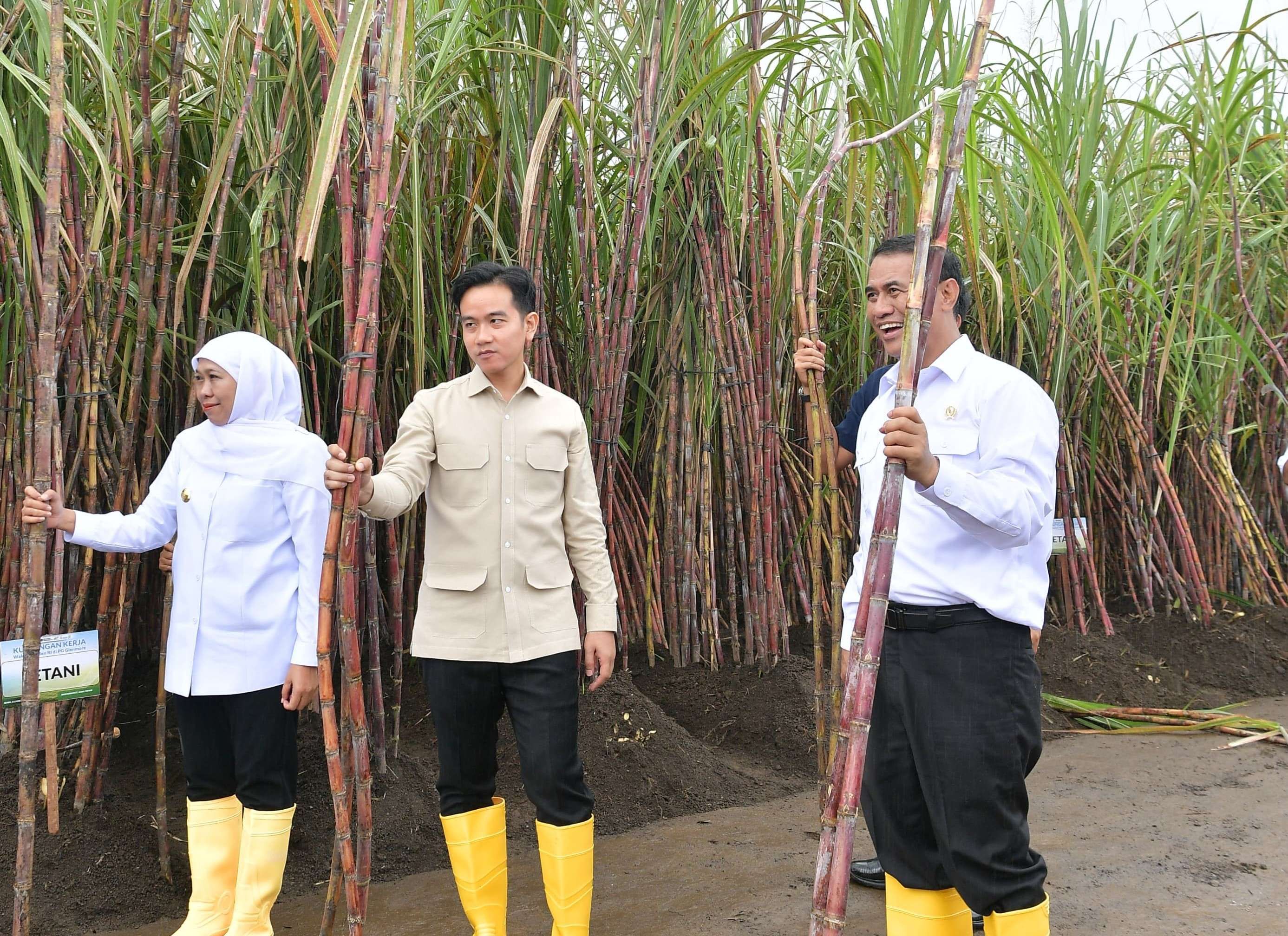 Wapres Gibran: Target Swasembada Gula 2027 Wapres Gibran bersama Menteri Pertanian Amran dan Gubernur Jatim Khofifah saat panen Tebu di Banyuwangi. Foto : Ist