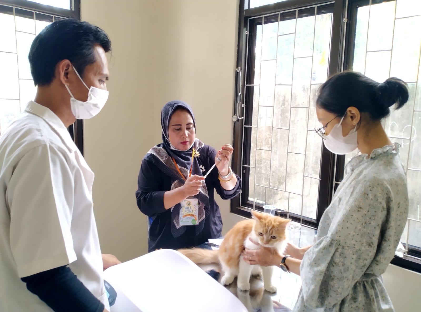 Puskeswan Pandeglang Terus Genjot PAD Petugas medis menyuntikan vaksin rabies terhadap kucing di UPT Puskeswan Pandeglang.(Istimewa)