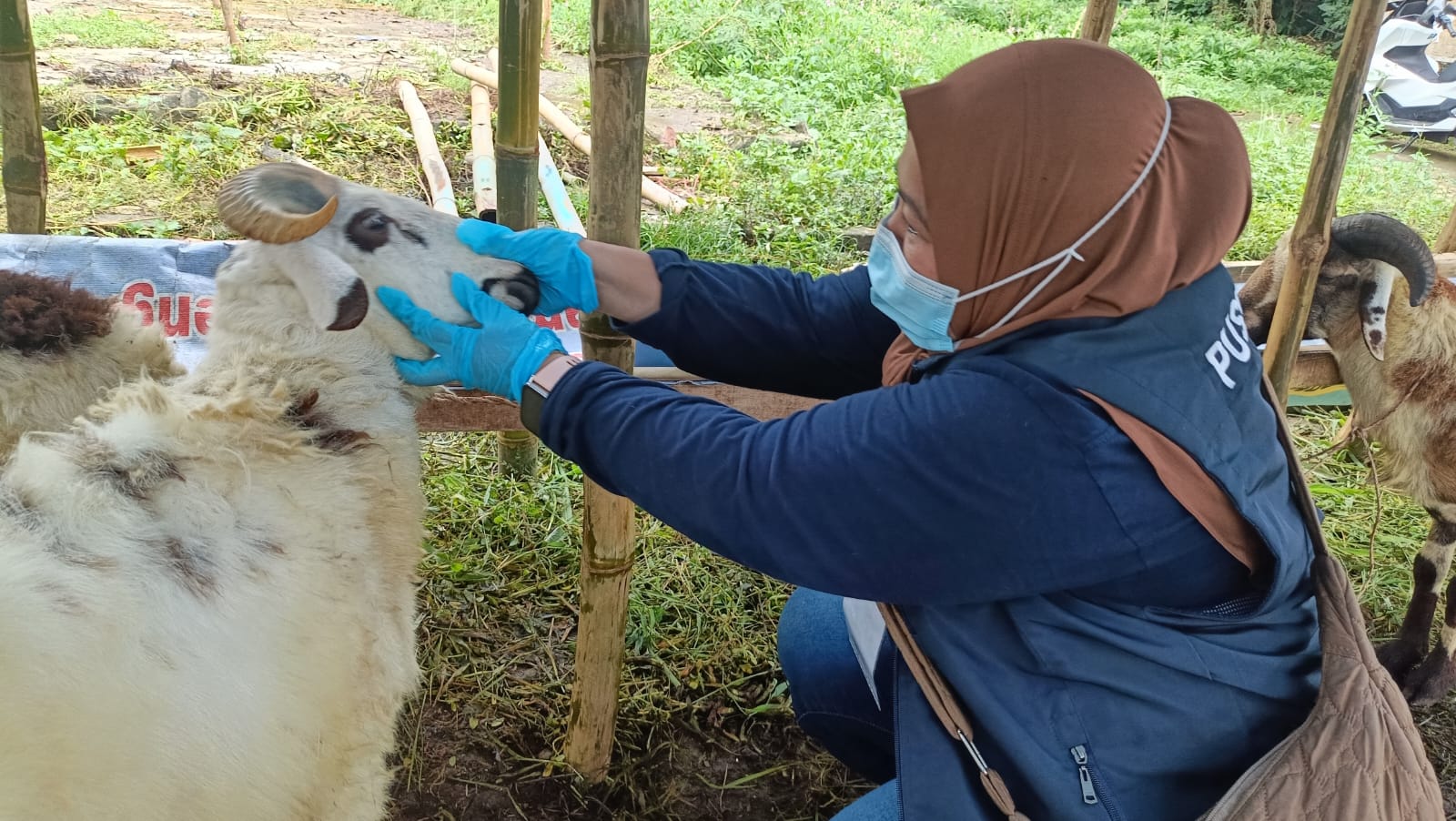 Petugas medis dari UPTD Puskeswan Pandeglang tengah memeriksa kesehatan hewan ternak kambing.(Istimewa)
