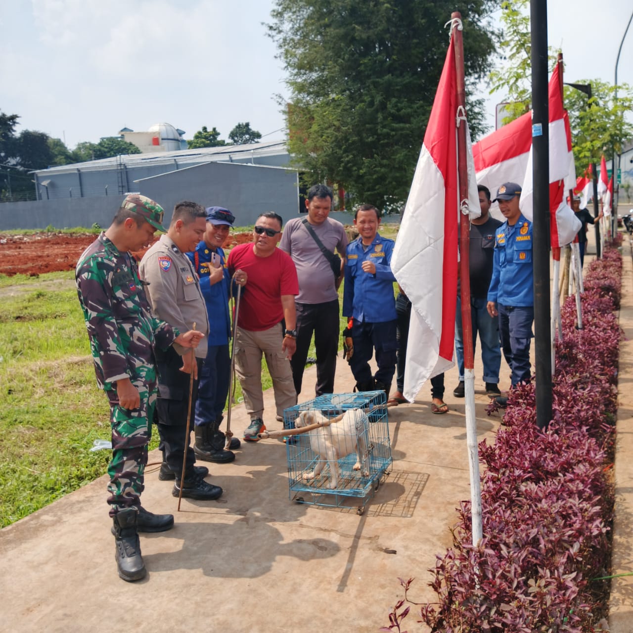 Seorang Anak Digigit Hingga Masuk Rumah Sakit, Damkar Evakuasi Anjing Liar di Pondok Aren Damkar evakuasi anjing liar di Pondok Aren. (Ist)