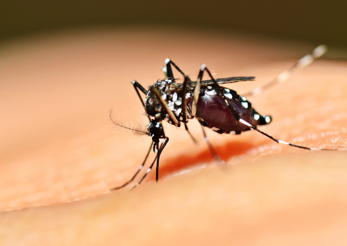 192 Warga Pandeglang Diserang DBD Sepanjang 2025 Aedes aegypti merupakan jenis nyamuk kosmopolitan yang dapat membawa virus dengue penyebab penyakit demam berdarah.