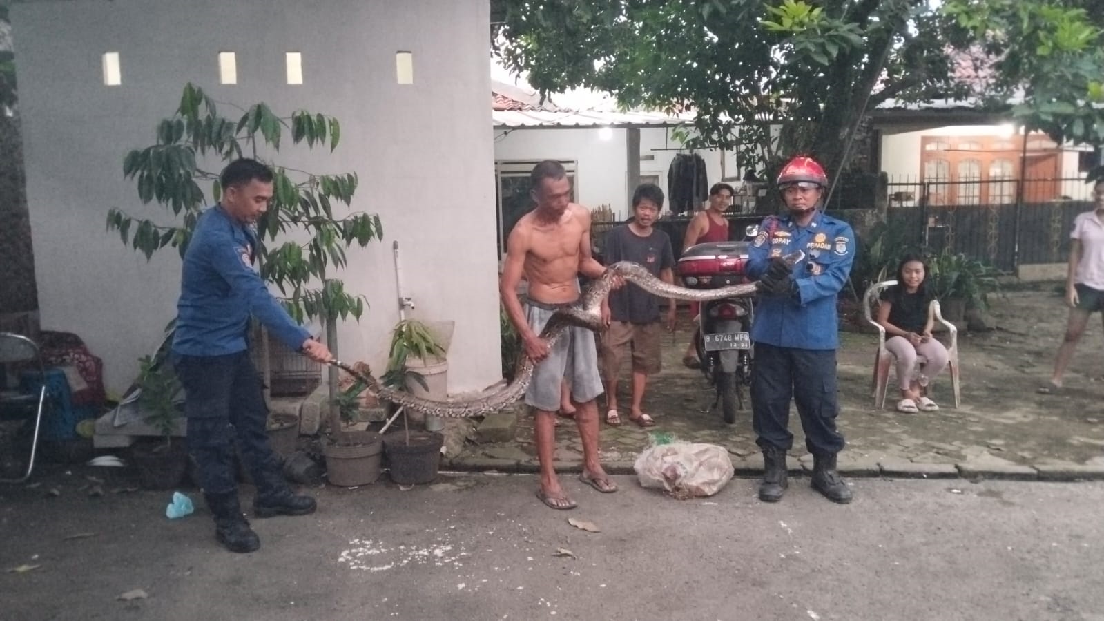 Petugas Damkar dan warga saat mengevakuasi ular berukuran 3 meter di Pisanhan, Ciputat, Senin (15/9).