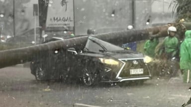 5 Ribu Pohon di Jakarta Sudah Tua dan Rawan Tumbang Pohon tumbang di Pondok Indah menimpa mobil dan membuat pengemudinya meninggal. Foto : Ist