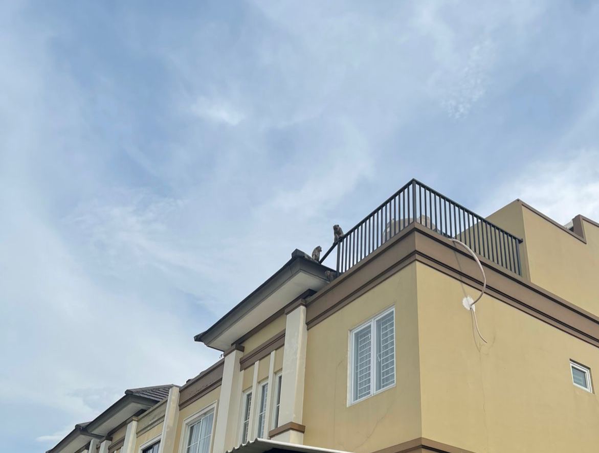Monyet liar yang berkeliaran di rumah warga BSD. Foto : Ist