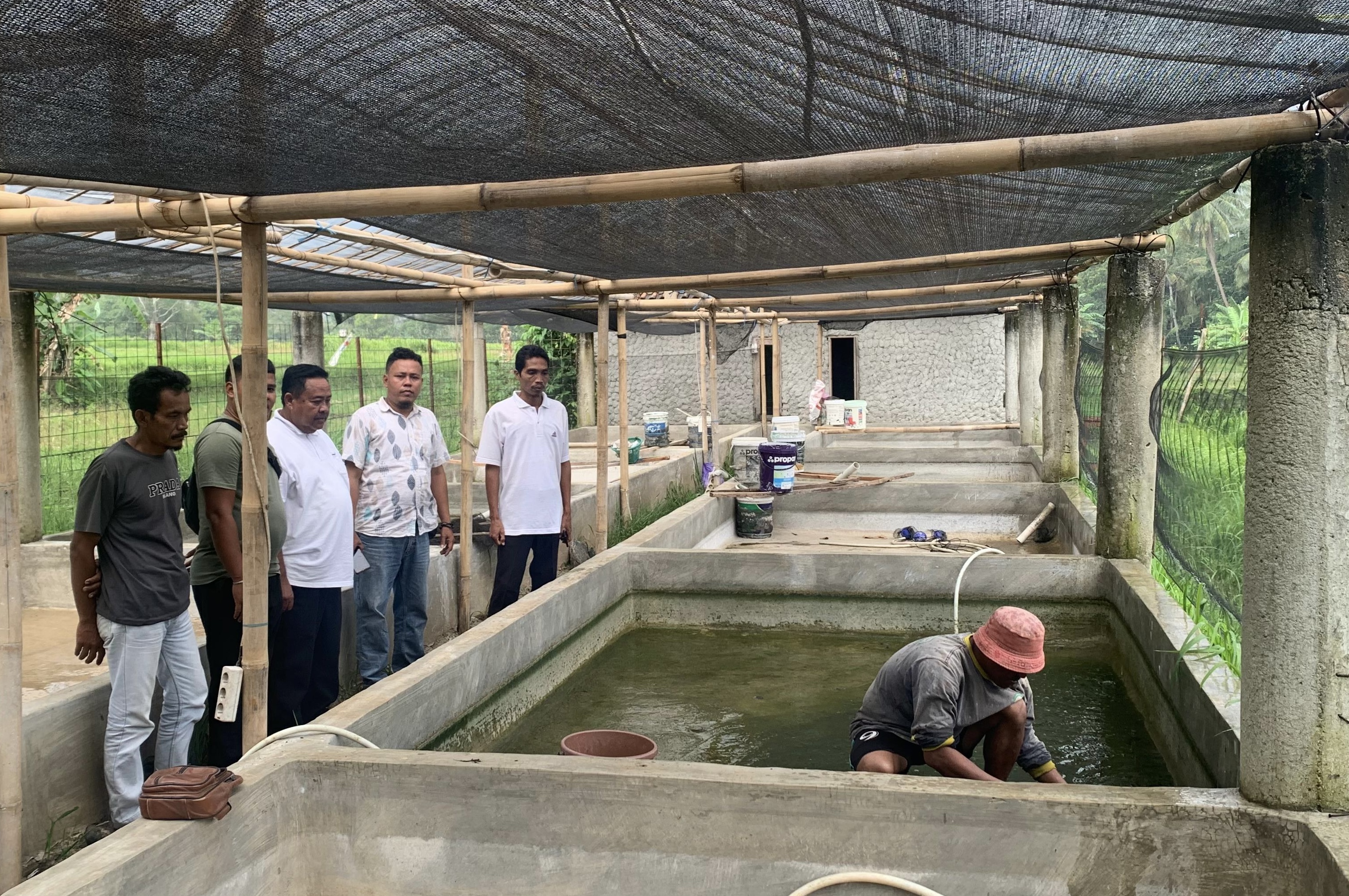 Pihak Gema Tani bersama BUMDes Pesona Selat Sunda sedang melihat budidaya ikan lele, di kolam lele, tepatnya di Kampung Cikole, Kelurahan Sukaratu, Kecamatan Majasari, Kabupaten Pandeglang, beberapa waktu lalu.