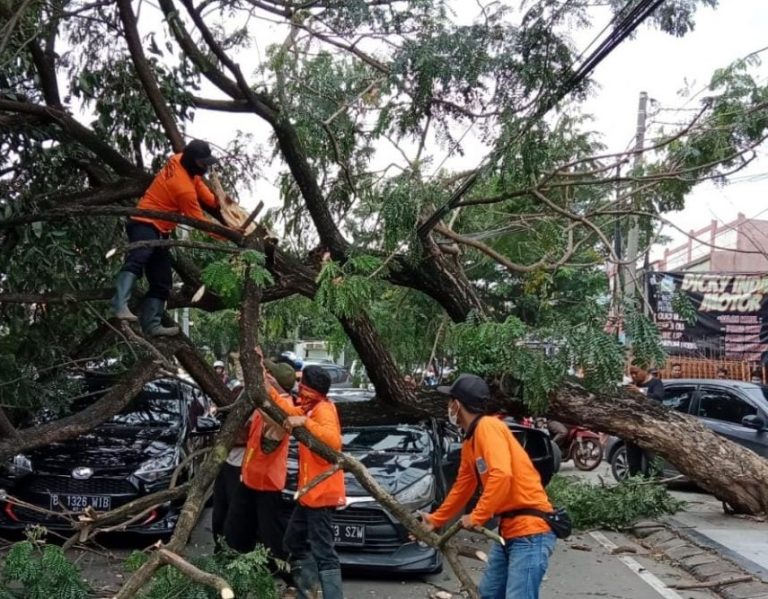 Banjir Menerjang Pohon Tumbang, Pramono Hadapi Ujian Tahunan Pohon tumbang meninpa pohon. Foto : Ist