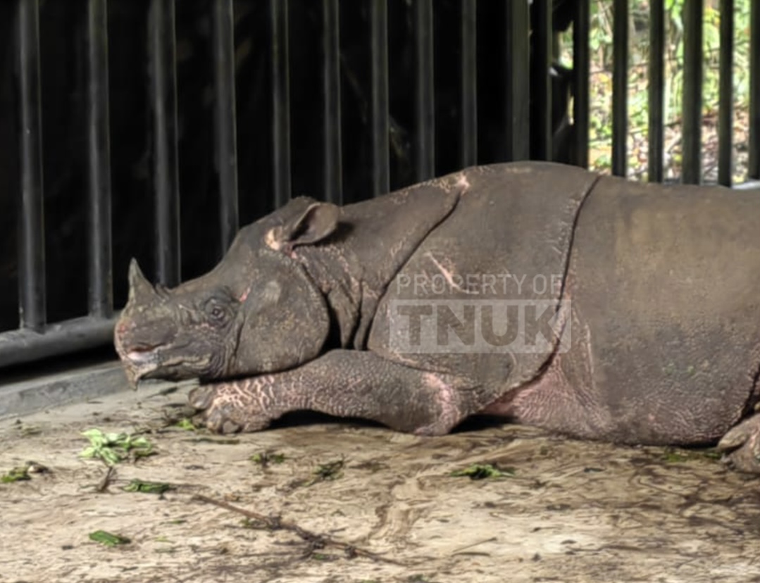 Sebelum menghembuskan nafas terakhir, Badak Cula Satu Mustofa berbaring lemas  atau menunjukan penurunan kondisi klinis, di tempat translokasi JRSCA TNUK, Kabupaten Pandeglang-Banten, beberapa waktu lalu.