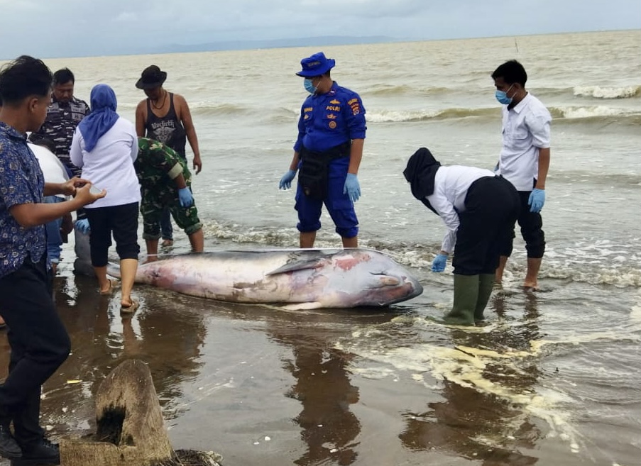 Anggota TNI, Polsek Pagelaran dan Loka PSPL Serang, sedang evakuasi ikan paus yang terdampar di pesisir pantai Villa Merah, tepatnya di Kampung Karoeng, Desa Margagiri, Kecamatan Pagelaran, Kabupaten Pandeglang, beberapa waktu lalu.