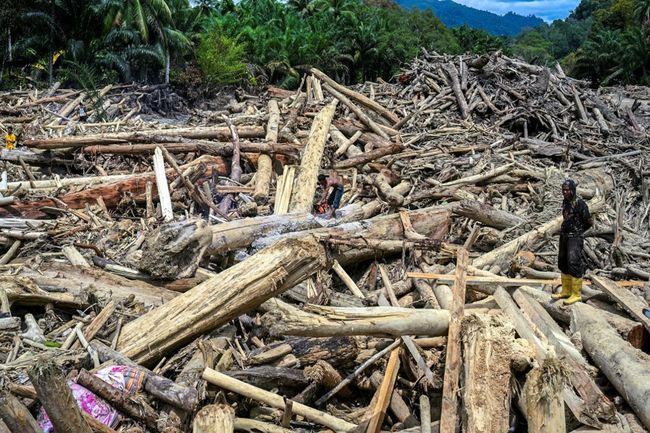 Kayu yang terbawa banjir bandang di Pulau Sumatera. Foto ; Ist