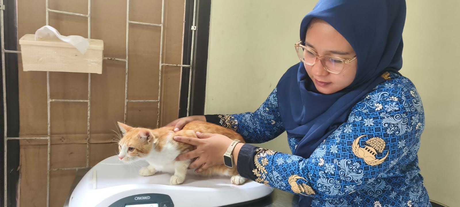 Petugas Puskeswan Pandeglang memeriksa kesehatan kucing.(Istimewa)