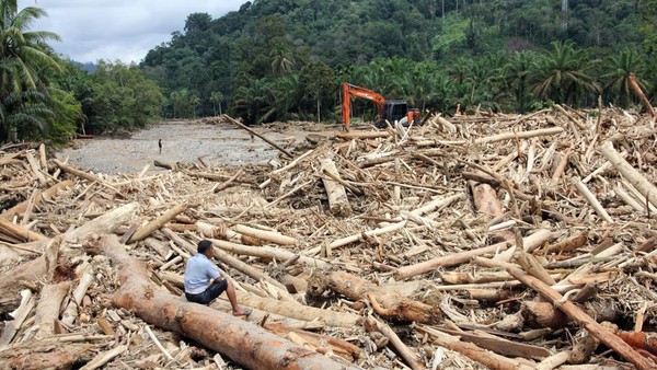 Gelondongan kayu terbawa banjir bandang di Tapanuli Selatan. Foto : Ist