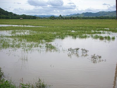 Sawah di daerah Kabupaten Tangerang yang terdampak banjir. Foto : Ist