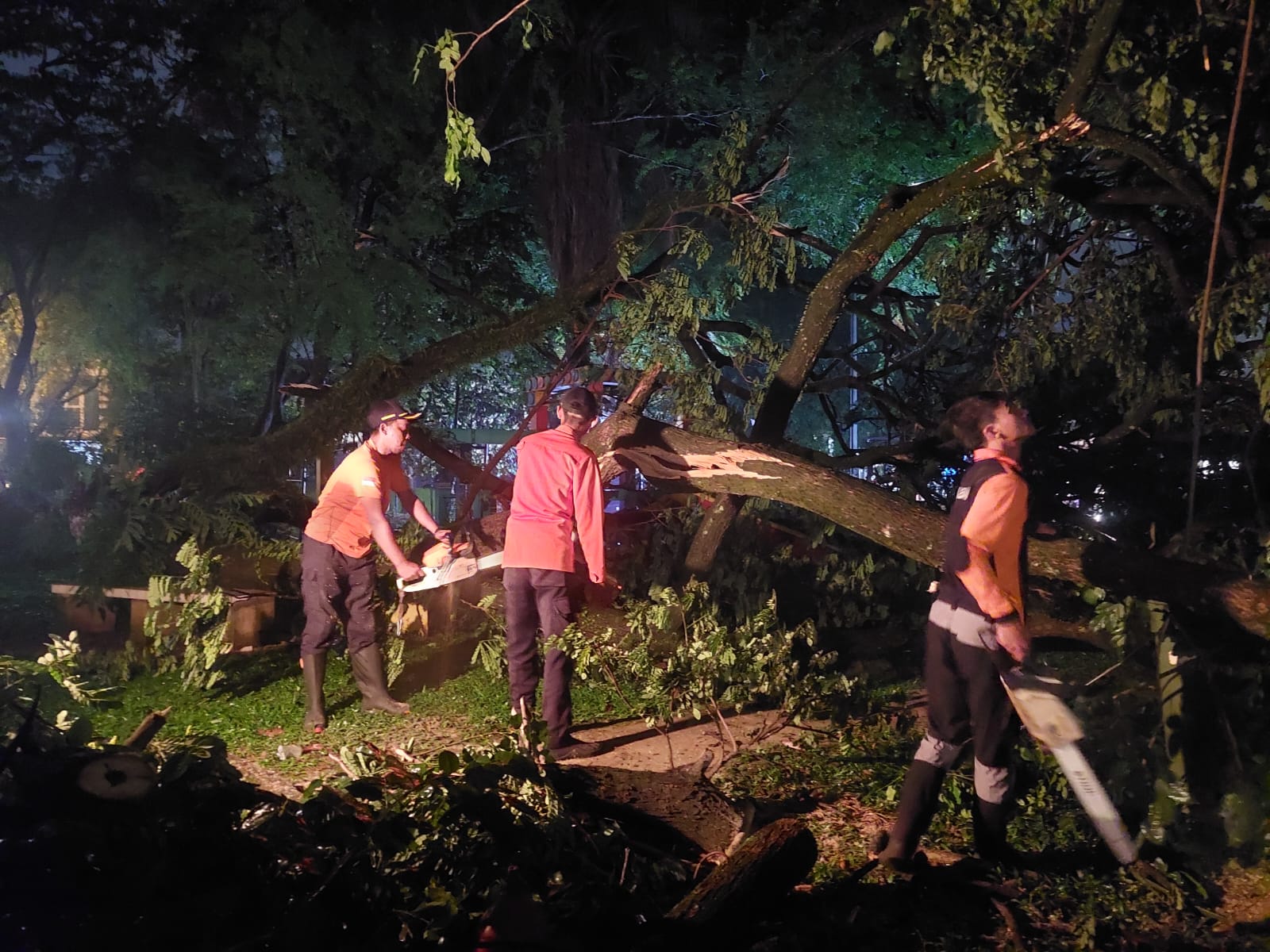 Petugas BPBD mengevakuasi pohon tumbang di Tangerang Selatan, salah satu peristiwa yang mendominasi laporan kejadian sepanjang 2025. (Dok. BPBD Tangsel