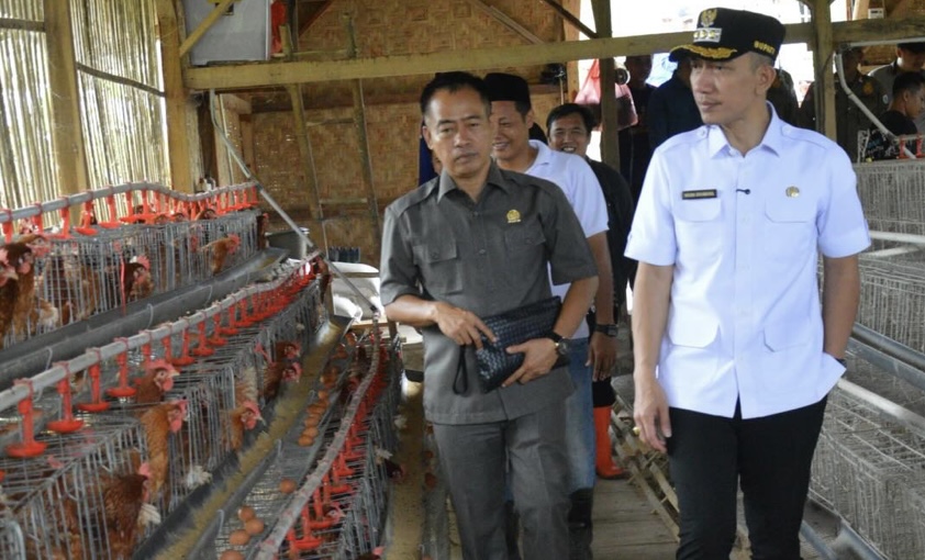 Bupati Kabupaten Lebak Moch. Hasbi Asyidiki Jayabaya sedang meninjau pengembangan ayam petelur yang dilakukan BUMDes Sukamanah, di wilayah Desa Sukamanah, Kecamatan Rangkasbitung, Kabupaten Lebak, Kamis (29/1).