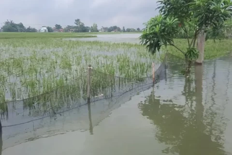 Sawah terdampak banjir di Kabupaten Serang. Foto : Ist