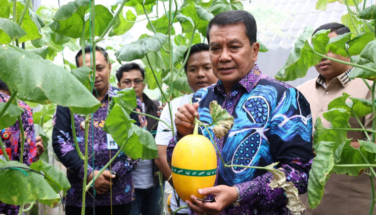 Bupati Tangerang, Moch. Maesyal Rasyid, melakukan panen melon hidroponik terpadu dalam rangka launching Sentra Melon Hidroponik Terpadu ‘Melenial Hydrofarm’ di Desa Curug Wetan, Kecamatan Curug, Kamis (29/1).