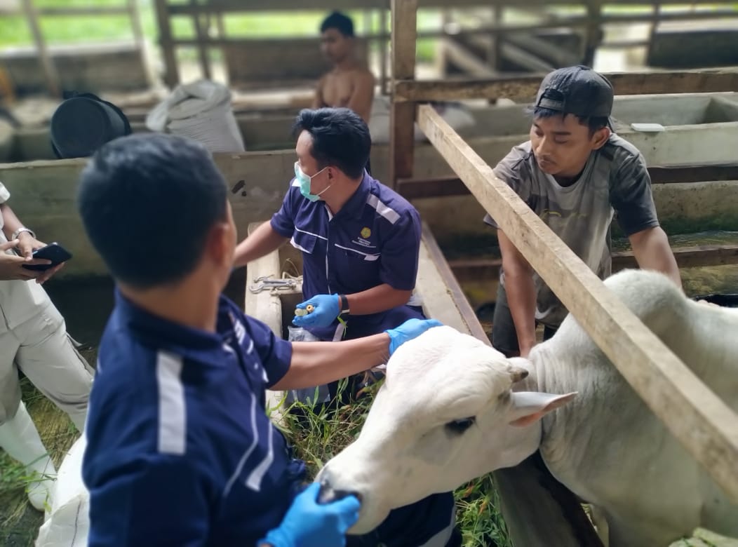 Petugas Puskeswan melakukan pemeriksaan kesehatan ternak di lapangan sebagai bagian dari deteksi dini penyakit hewan. (Dok. Puskeswan Pandeglang)