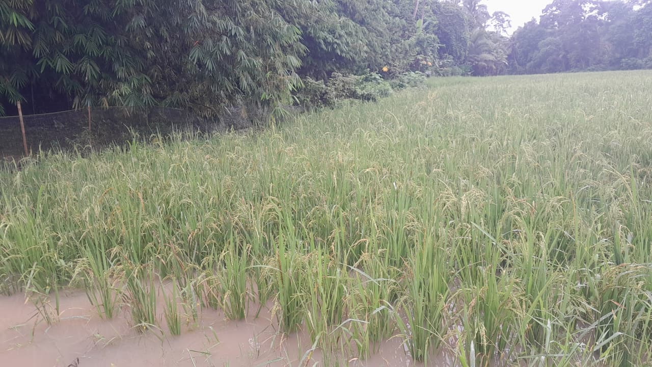 Kondisi padi yang sebentar lagi panen di persawahan yang ada di wilayah Kabupaten Pandeglang, telah terendam banjir, beberapa waktu lalu.