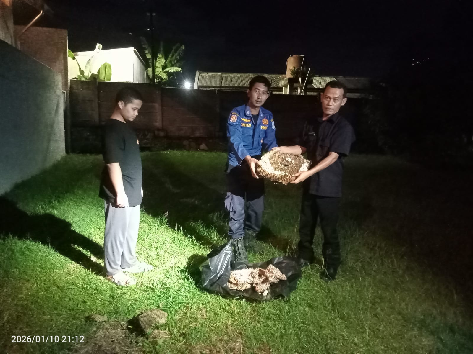 Petugas Damkar saat mengevakuasi sarang tawon vespa, Sabtu (10/1)